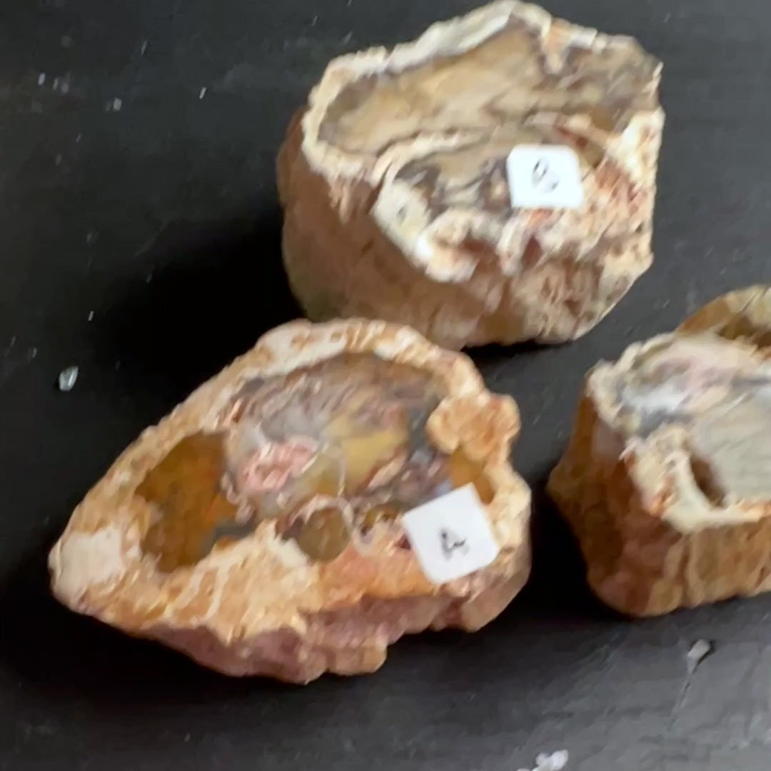 Versteinertes Holz, Auswahl A, B, C, seitlich. eine Seite Hochglanz poliert. | Happy Minerals